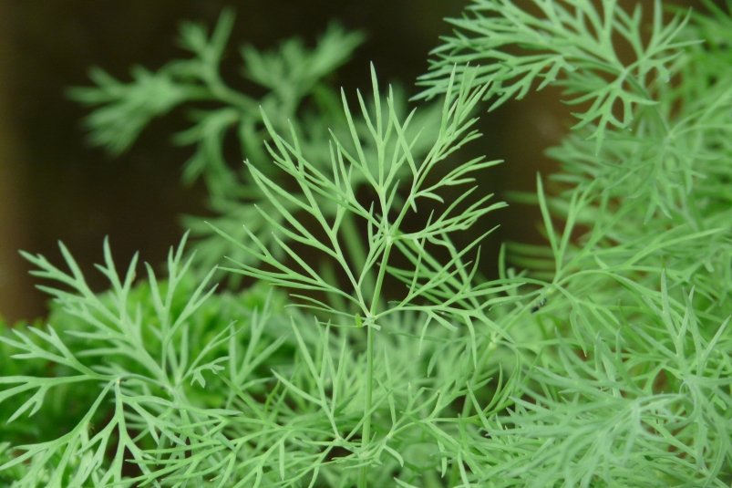 Тематическое фото pxhere.com (18+)