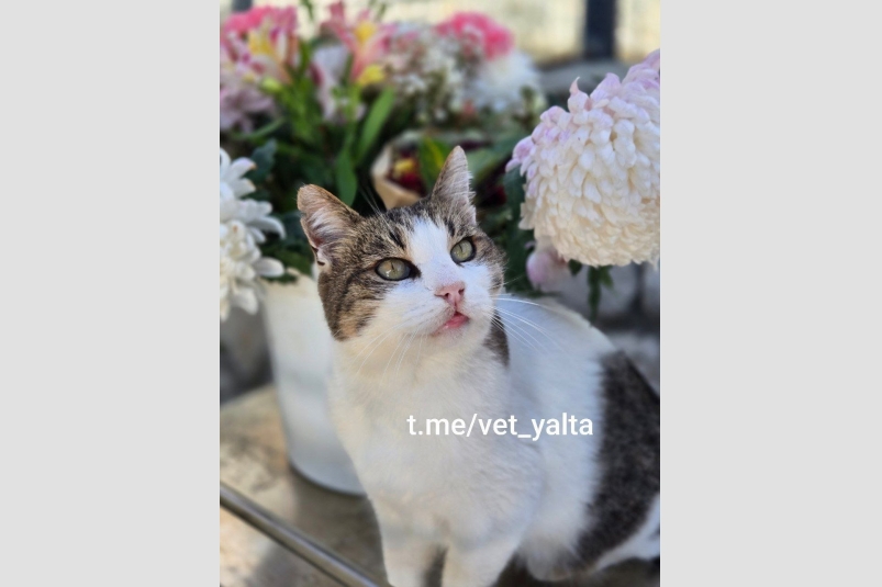 Кошка Муся Ветслужба Ялты