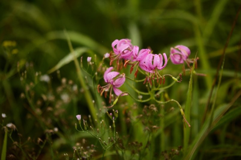 Создание ботанического сада в Пятигорске обсудят в минприроды Ставрополья Дмитрий Осипчук, ИА PrimaMedia.ru