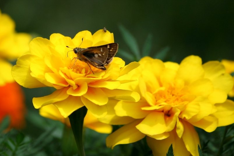 Тематическое фото pxhere.com (18+)