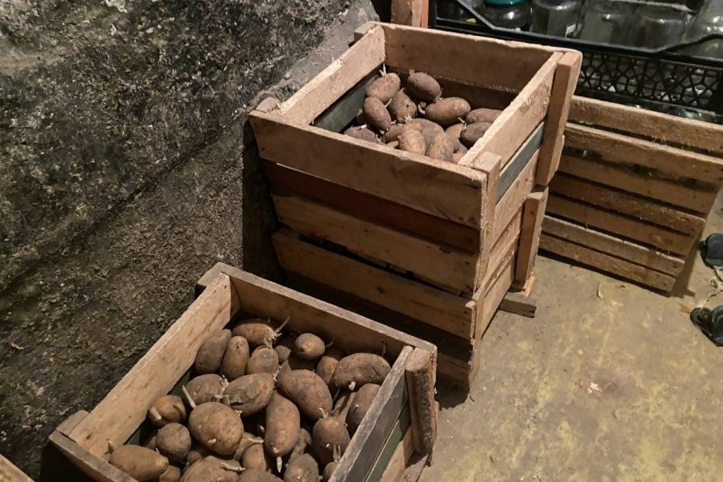 Ни ростков ни гнили: кладу 1 фрукт на картошку - и она хранится всю зиму фото автора