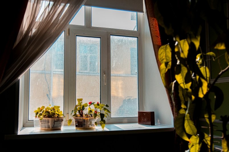 Чистый воздух и уют: какие растения стоит поставить на кухню Илья Аверьянов, ИА PrimaMedia.ru