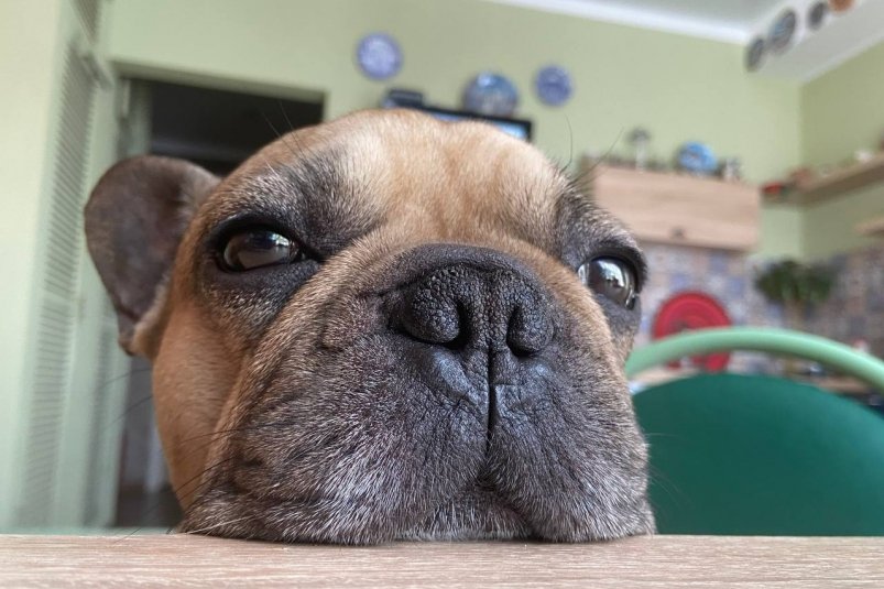 10 желаний вашего питомца - что же делает собаку счастливой фото автора