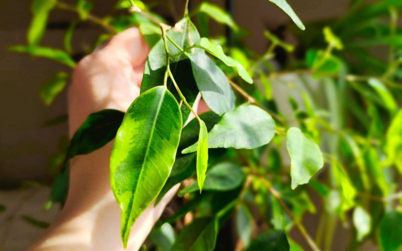  ИА SevastopolMedia