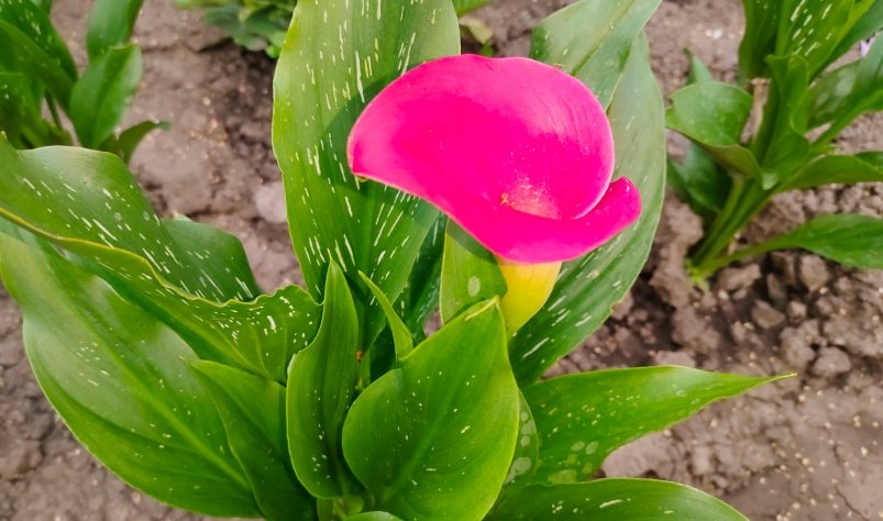 Каллы Автора