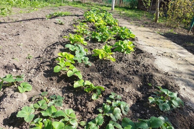 Рассыпаю эту дешевую крупу на участке - и все вредители уничтожены: будущий урожай спасен фото автора