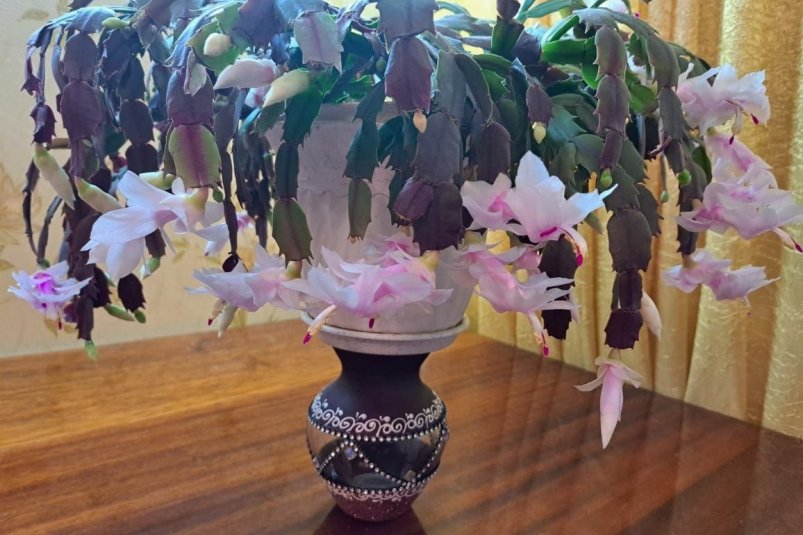 Декабрист только этого и жаждет зимой: цветок растет взахлеб в холода - царица подоконника ИА Stavropol.Media