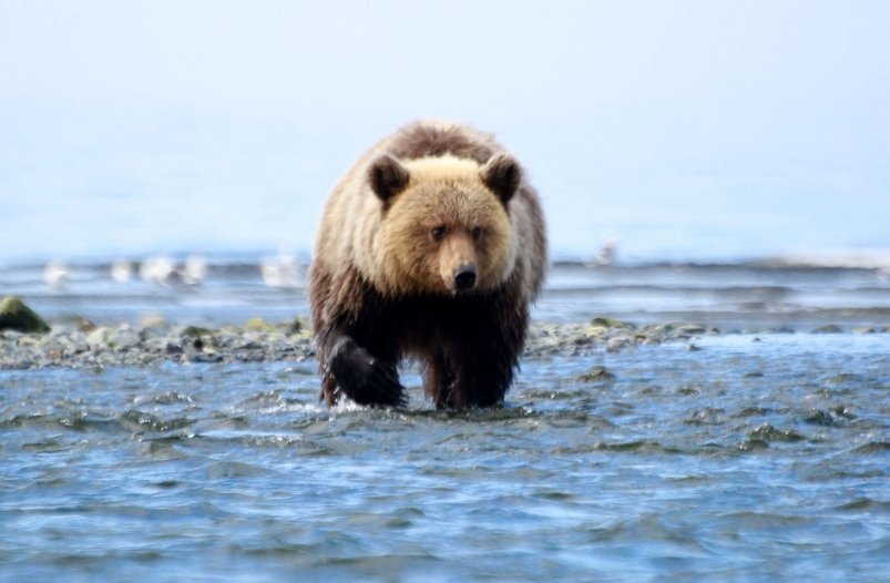 Тематическое фото Чёрный Игорь, MagadanMedia.ru