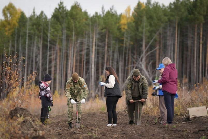 Иркутская область стала лидером по высадке деревьев в акции "Сохраним лес" Пресс-служба облправительства