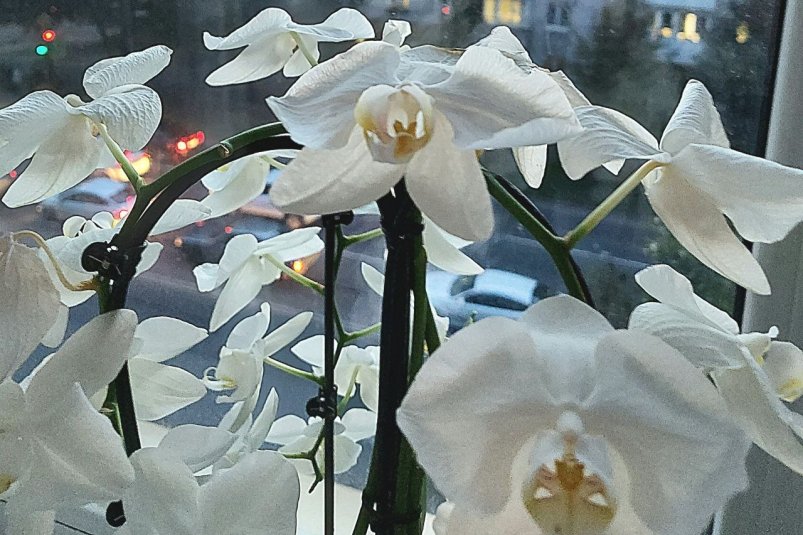  ИА SevastopolMedia