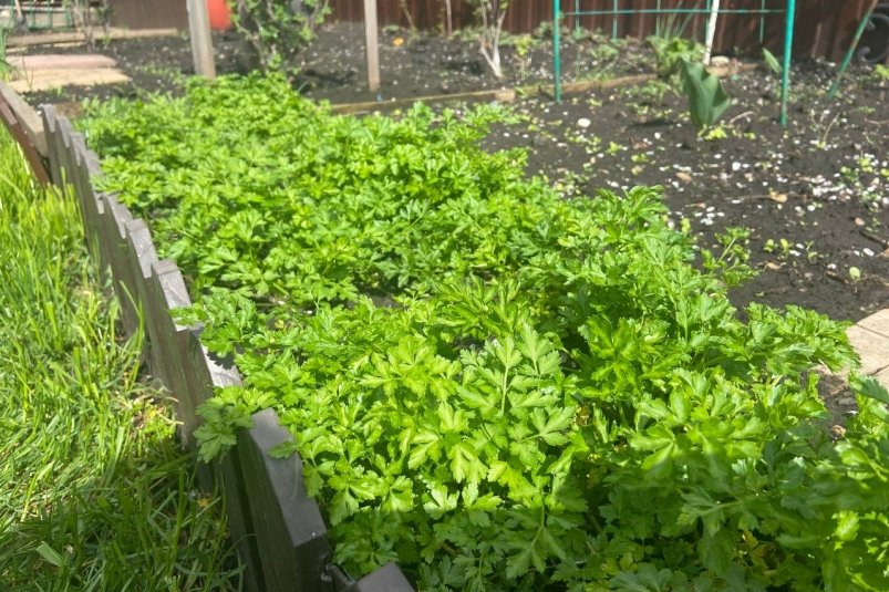 Эти 3 вида растений ни за что нельзя сажать рядом друг с другом ИА StolicaMedia