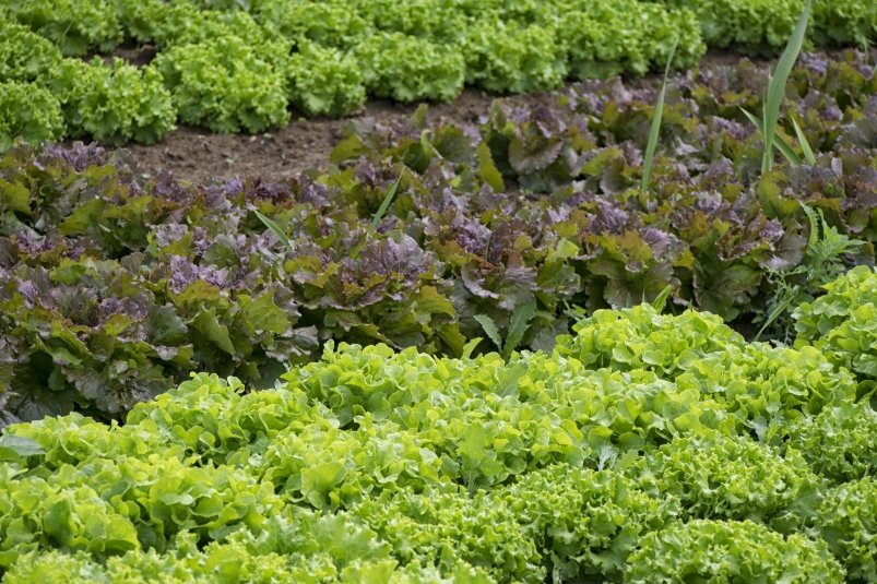 Тематическое фото pxhere.com (18+)