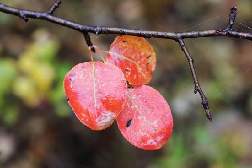 Тёплая ноябрьская неделя с лёгким похолоданием ожидает Кубань Сергей Бумагин, ИА Stavropol.Media