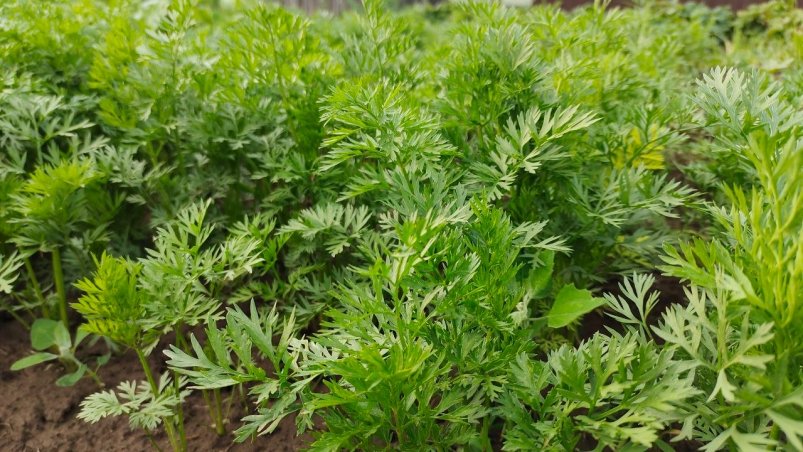 Морковь Автора