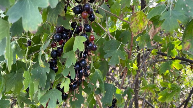 Полила смородину сверху вниз - и от почкового клеща не осталось следа: урожай вырос в 2 раза фото автора