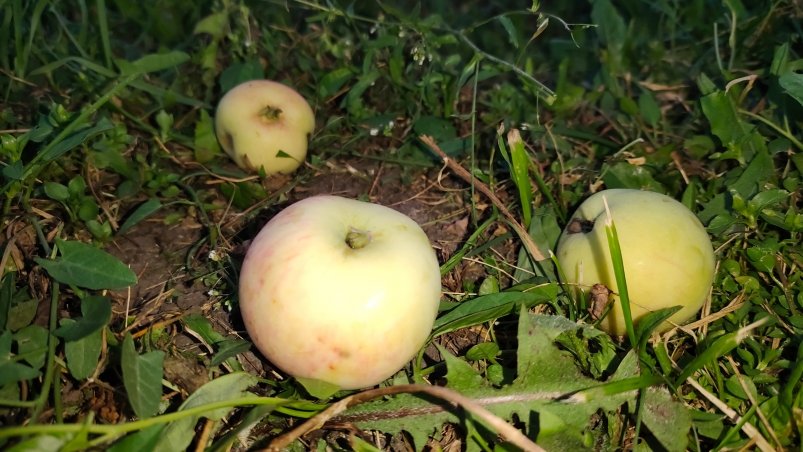 Яблоки Автора