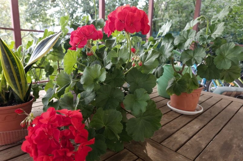 Эти цветы – настоящие помощники: чистый воздух и пыли меньше в доме фото автора