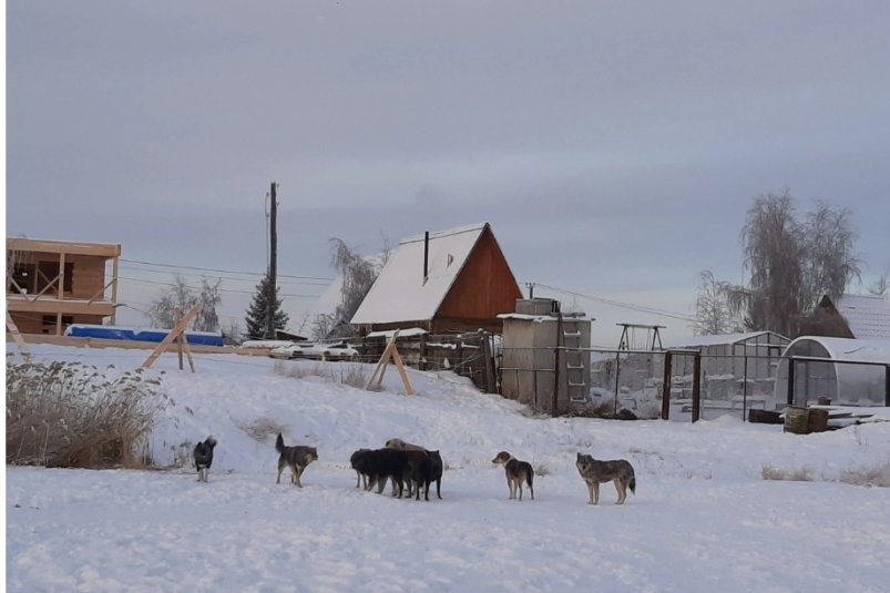 В Якутске усилят отлов агрессивных безнадзорных собак ИА YakutiaMedia
