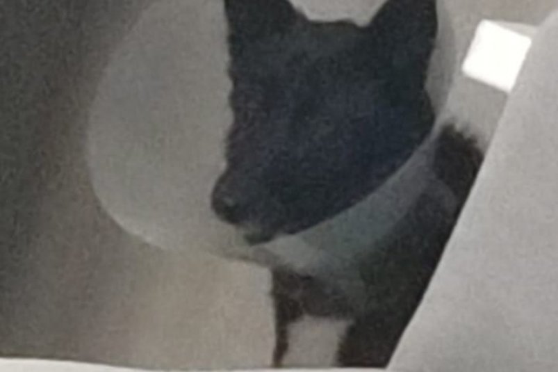 Неизвестные жестоко избили собаку в Дальнегорске УМВД России по Приморскому краю