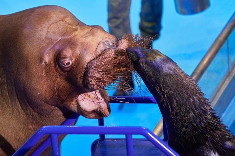 День рождения моржа Миши Дмитрий Осипчук, ИА Prima Media