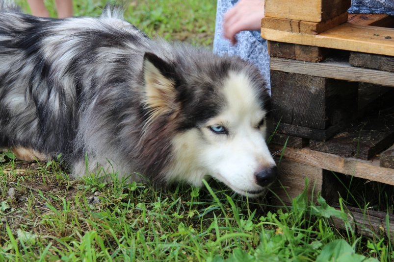 Кинологи выступили против включения хаски в список опасных пород собак ИА EAOMedia, Письменова Ксения