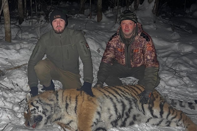 "Конфликтных" амурских тигров отловили в Хабаровском крае Управление охотничьего хозяйства правительства Хабаровского края