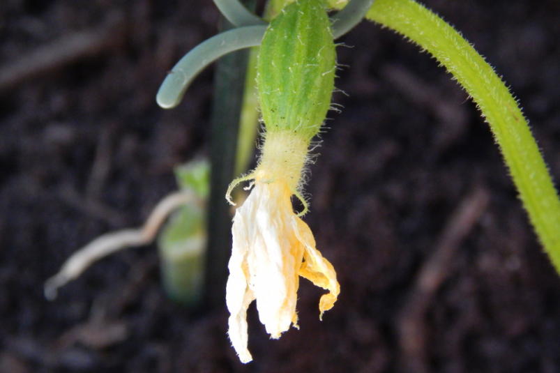 Тематическое фото pxhere.com