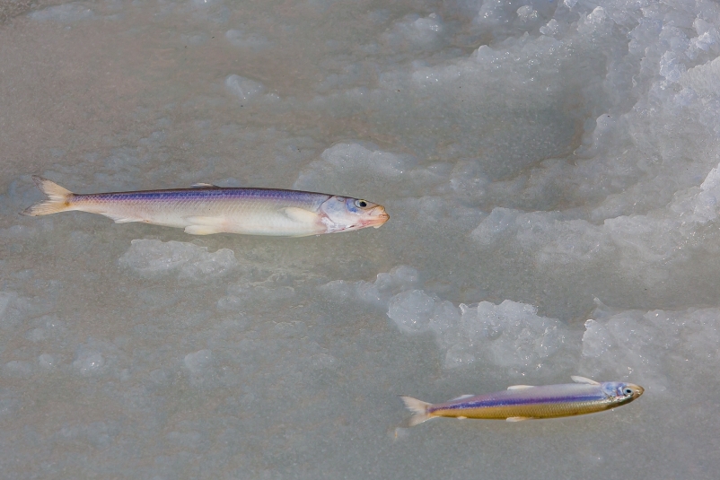 Зимняя рыбалка Мария Бородина. ИА PrimaMedia