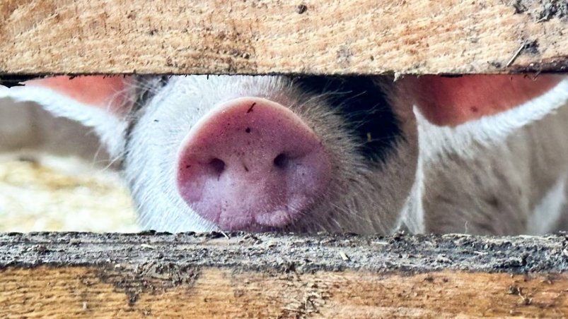 Животные Анастасия  Москалева, ИА ChitaMedia.su