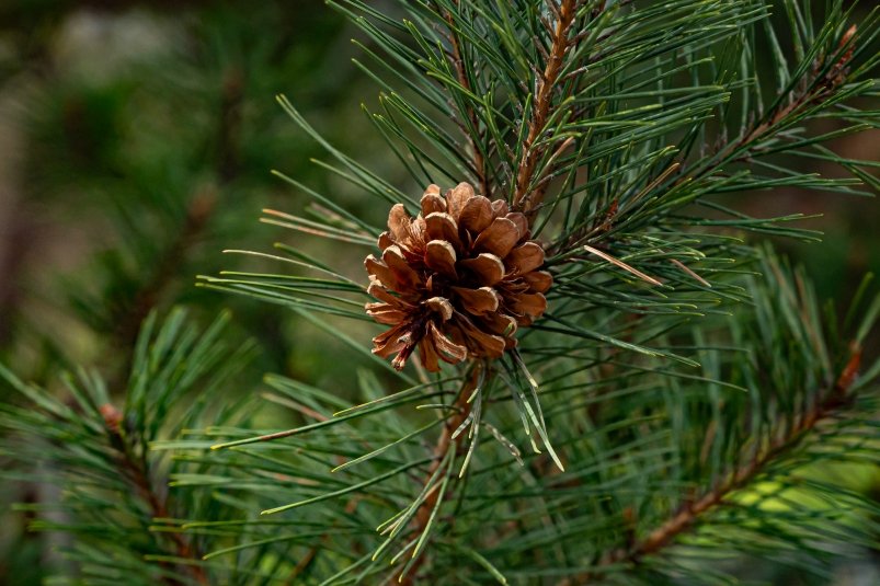 Сосна Илья Табаченко, ИА PrimaMedia.ru