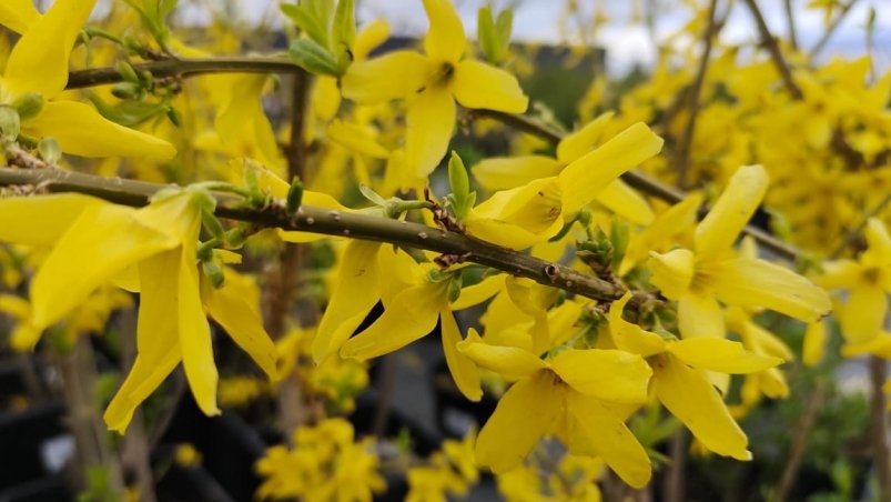 Форзиция Автора