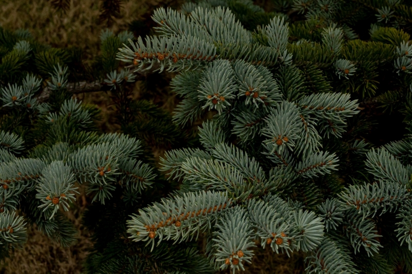 Охрану елей усилят в преддверии новогодних праздников в Приангарье Илья Табаченко, ИА PrimaMedia.ru