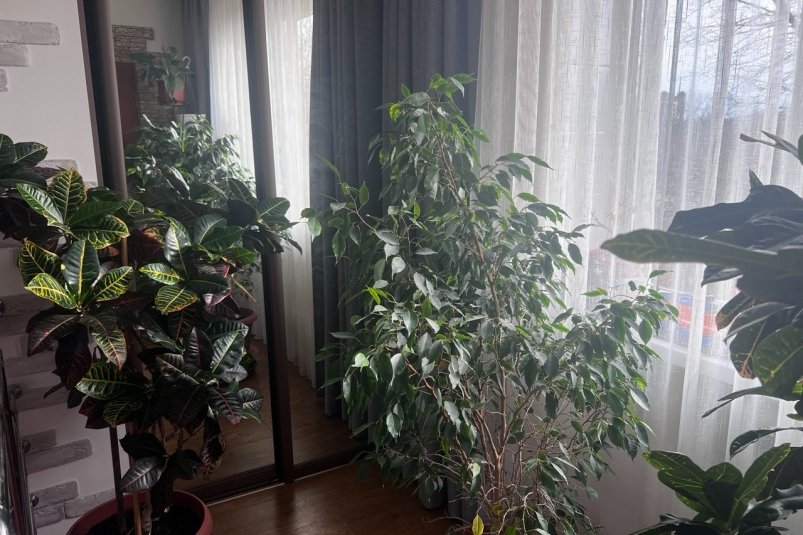 3 ложки на литр - и даже хилые цветы оживают: мощная подкормка для комнатных растений ИА SevastopolMedia