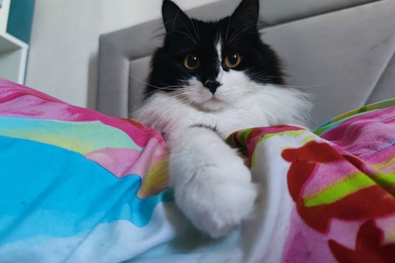 Разлука с котятами: что чувствует кошка и как ей помочь ИА Stavropol.Media