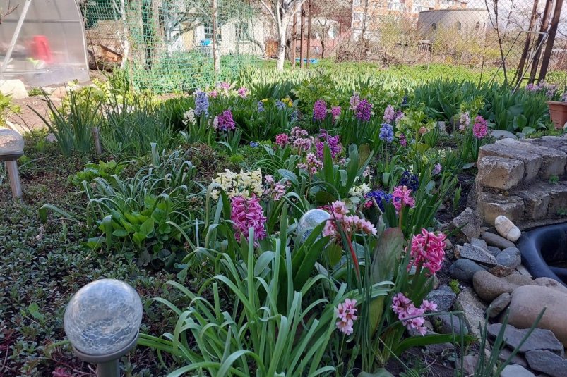 Посадила это неприхотливое растение - цветет пышно до сильных морозов: ни укрытия на зиму, ни сложной обрезки фото автора