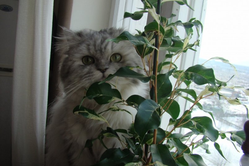 Тематическое фото Pxhere.com