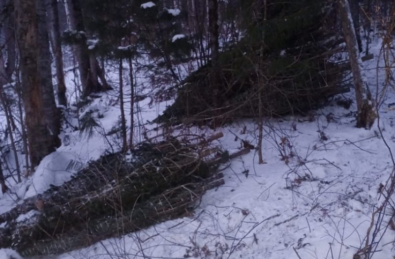 В Приморье задержали двух человек за незаконную вырубку 200 пихт Пресс-служба министерства лесного хозяйства, охраны окружающей среды, животного мира и природных ресурсов Приморья