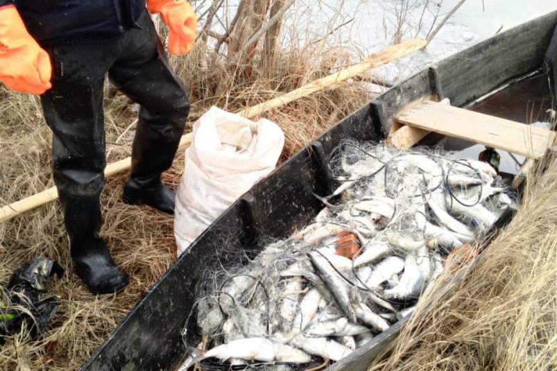 Мужчина незаконно выловил омуль на 1,7 млн руб. МВД по Бурятии