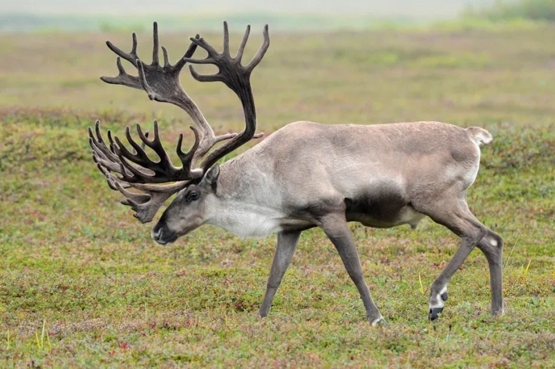 Тематическое фото Игорь Шпиленок
