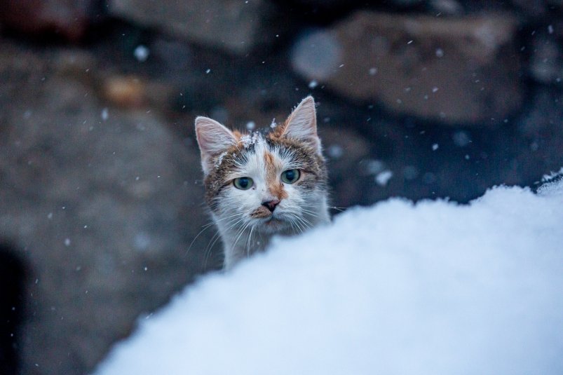 Декабрь будет морозным Мария Смитюк, ИА PrimaMedia