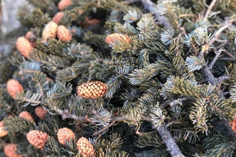 Ель ИА UssurMedia