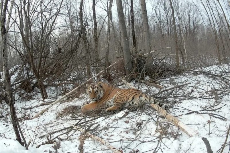 Ещё одного "конфликтного" амурского тигра отловили в Хабаровском крае КГБУ "Служба по охране животного мира и особо охраняемых природных территорий Хабаровского края"