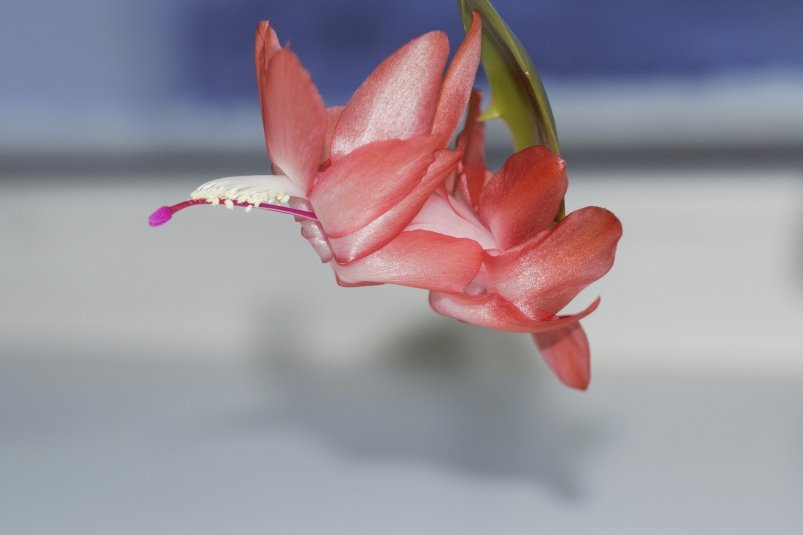 Тематическое фото pxhere.com (18+)