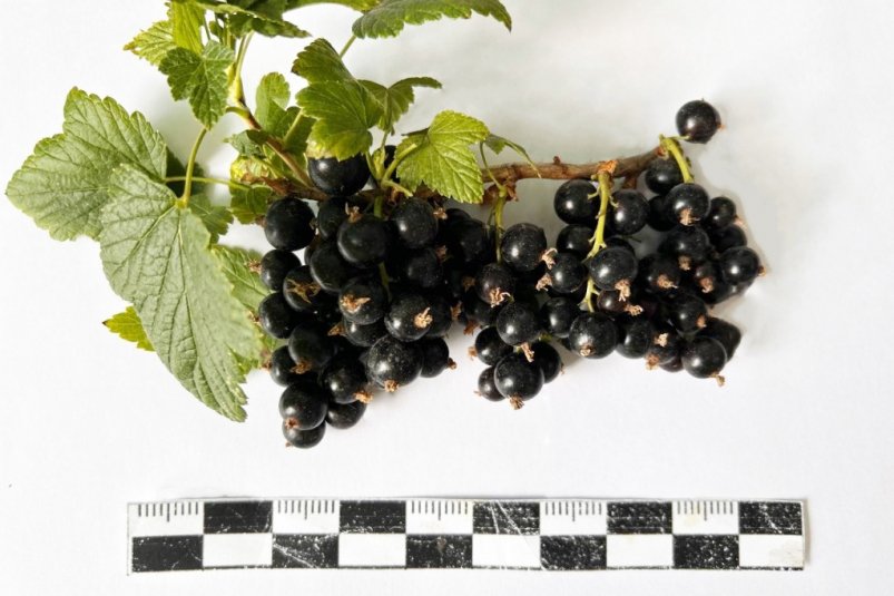 "Байкальское чудо" — сорт с 248 мг витамина С на 100 г ягод – представили в БГСХА БГСХА им. Филиппова