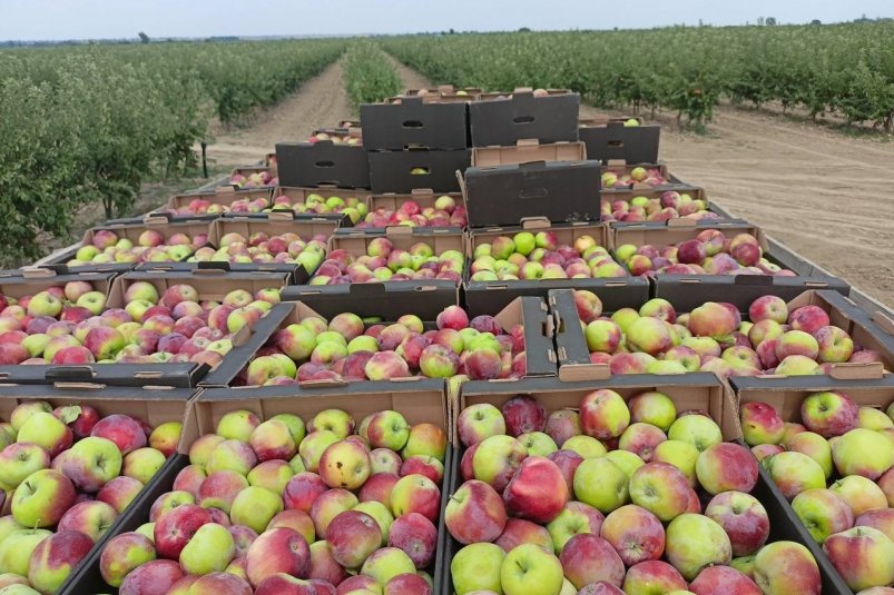 Больше 42 тысяч тонн яблок заложили на хранение на Ставрополье Соцсети главы минсельхоза края Сергея Измалкова
