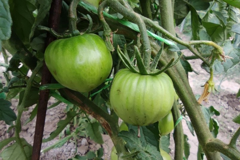 Дачники назвали 3 худших сорта томатов - на вкус как пластик, водянистые и кислые ИА StolicaMedia