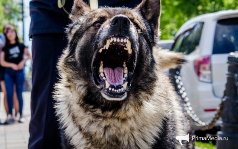 В предместье Рабочее Иркутска бездомная собака набросилась на 8-летнего ребенка ИА PrimaMedia