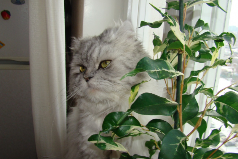 Тематическое фото pxhere.com