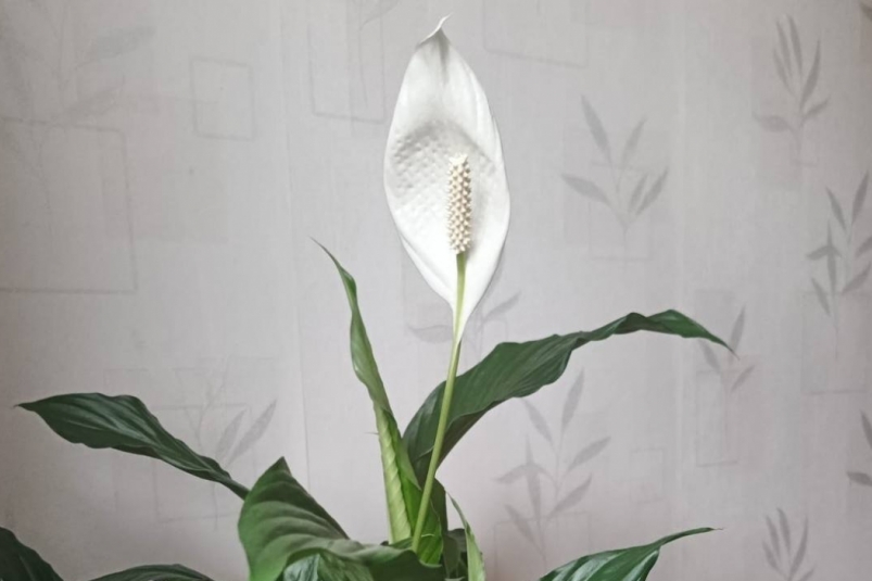 1 капля на горшок - и спатифиллум расцветает как тропическая богиня: целый веер бутонов ИА Stavropol.Media