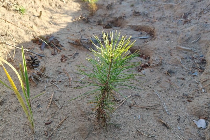 "Хиагда" высадила 800 тыс. сосен в Бурятии АО "Хиагда"